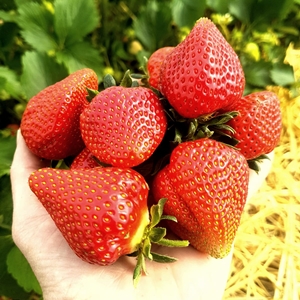 Steinhauser Frischgemüse