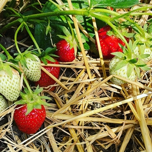 Steinhauser Frischgemüse