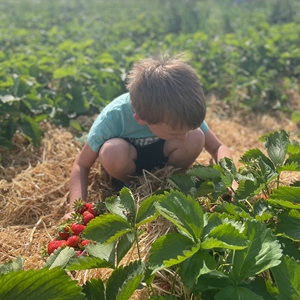 Steinhauser Frischgemüse