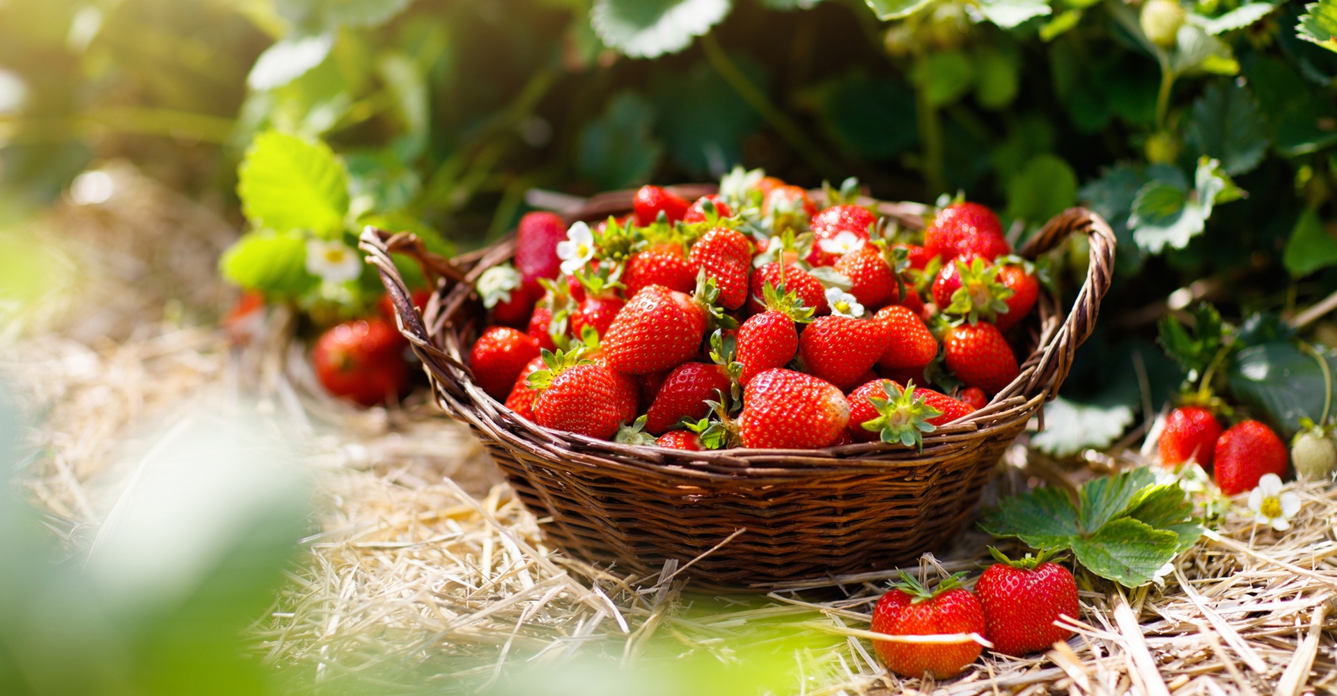 Steinhauser Frischgemüse und Charlys Erdbeeren Leonding