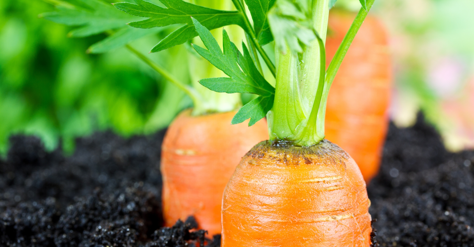 Steinhauser Frischgemüse und Charlys Erdbeeren Leonding